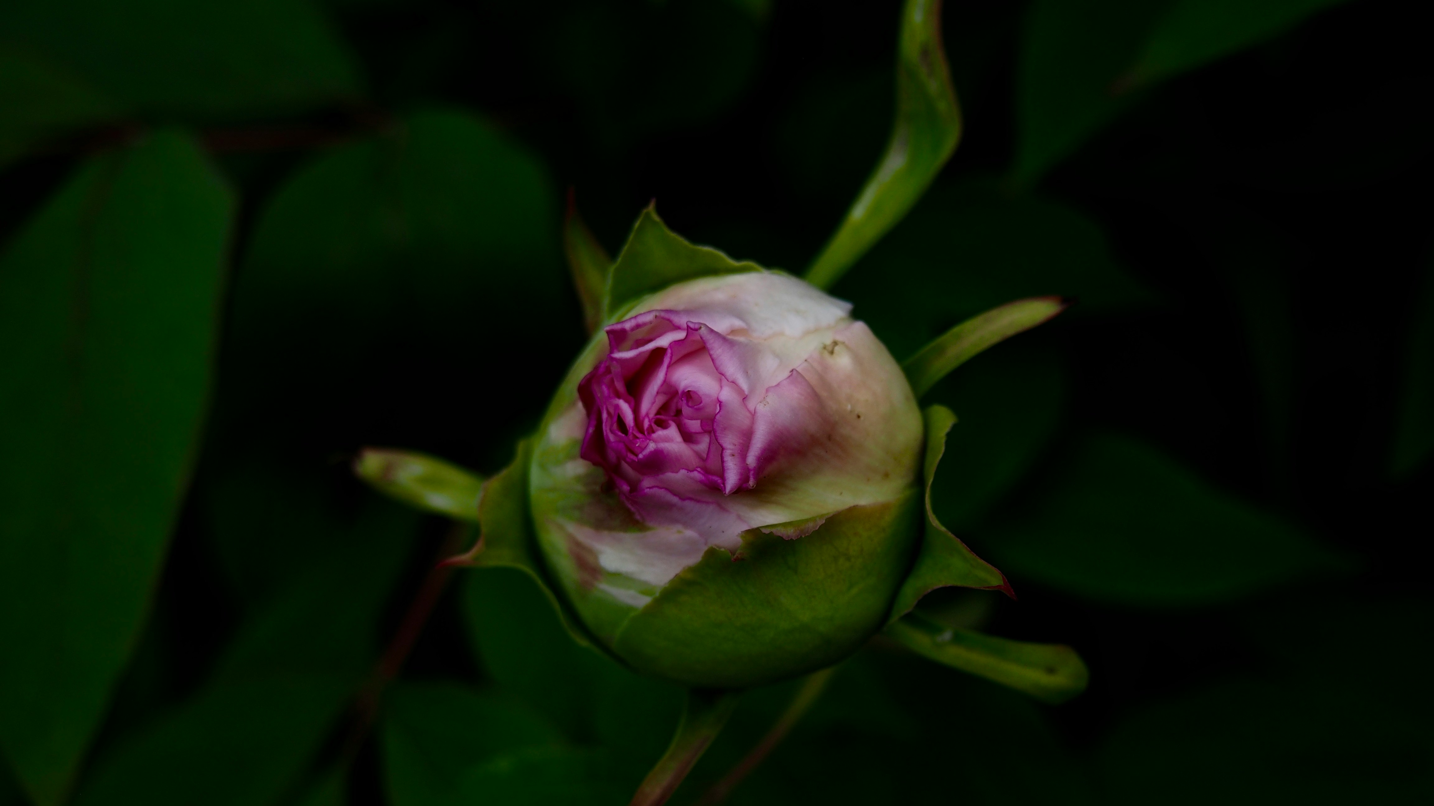 closeup photographyc of pink rose bud